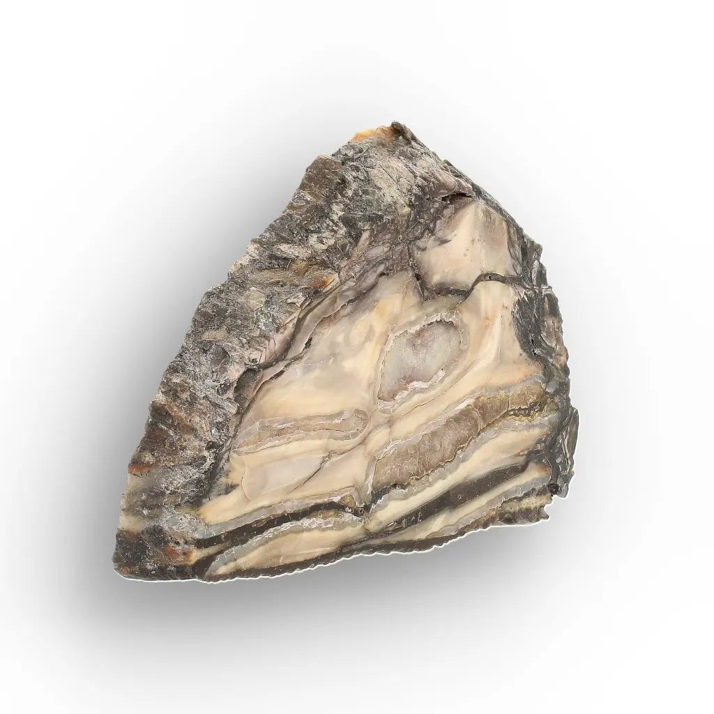 Get your Woolly Mammoth Tooth Slice from Alaska – Ancient Ice Age Fossil online now or in store at Forever Gems in Franschhoek, South Africa
