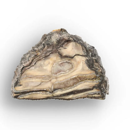 Get your Woolly Mammoth Tooth Slice from Alaska – Ancient Ice Age Fossil online now or in store at Forever Gems in Franschhoek, South Africa