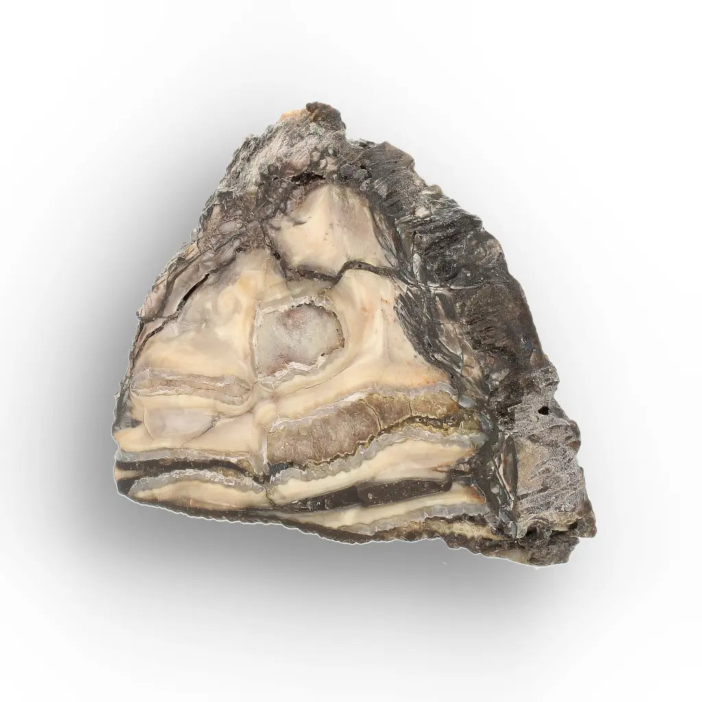 Get your Woolly Mammoth Tooth Slice from Alaska – Ancient Ice Age Fossil online now or in store at Forever Gems in Franschhoek, South Africa