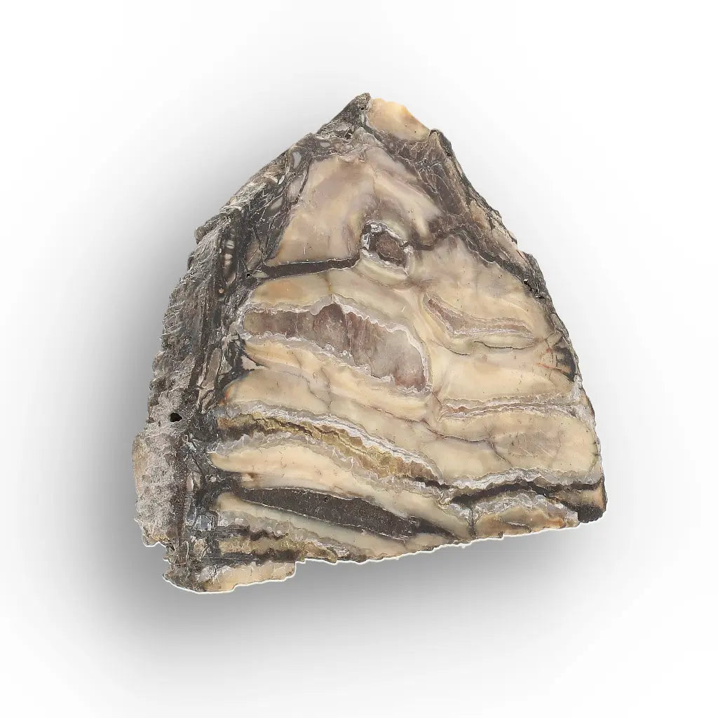 Get your Woolly Mammoth Tooth Slice from Alaska – Ancient Ice Age Fossil online now or in store at Forever Gems in Franschhoek, South Africa