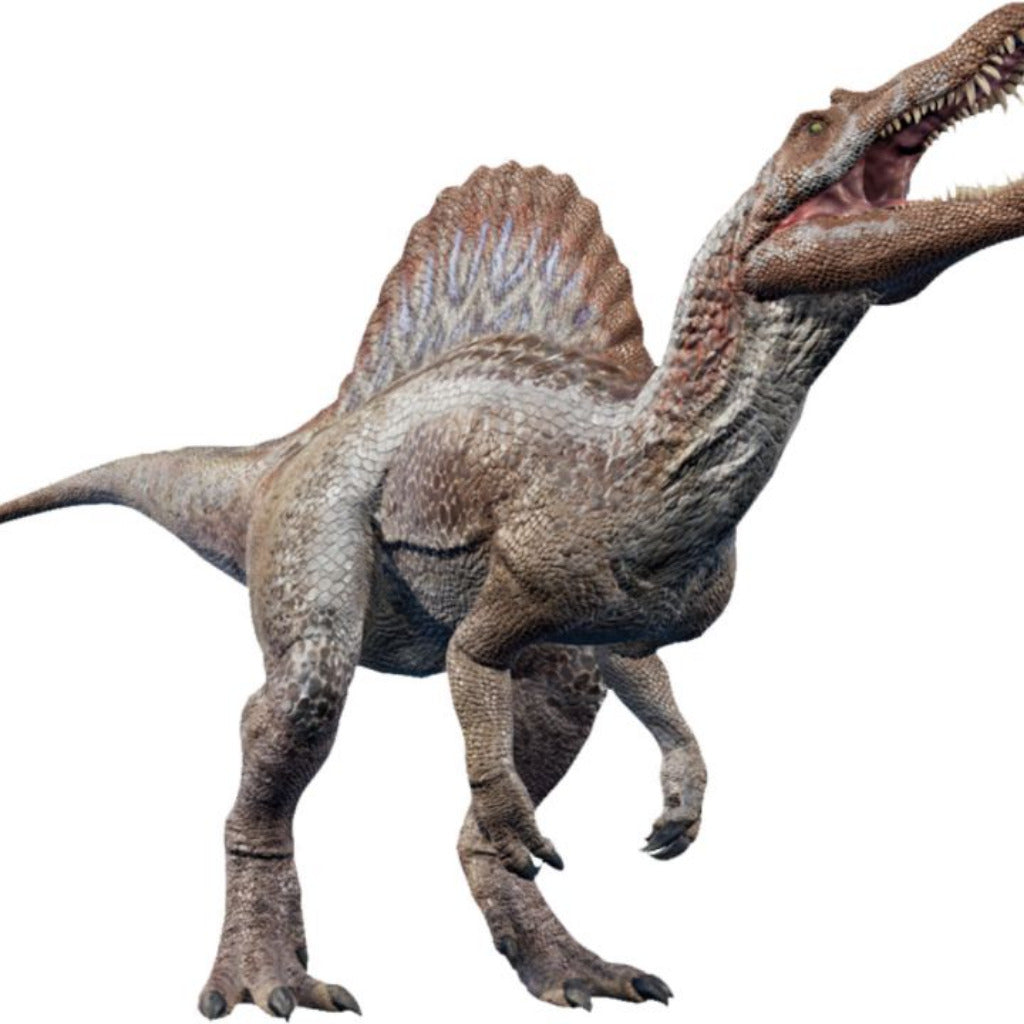 Buy your 122mm Spinosaurus Tooth: Authentic Kem Kem Find online now or in store at Forever Gems in Franschhoek, South Africa