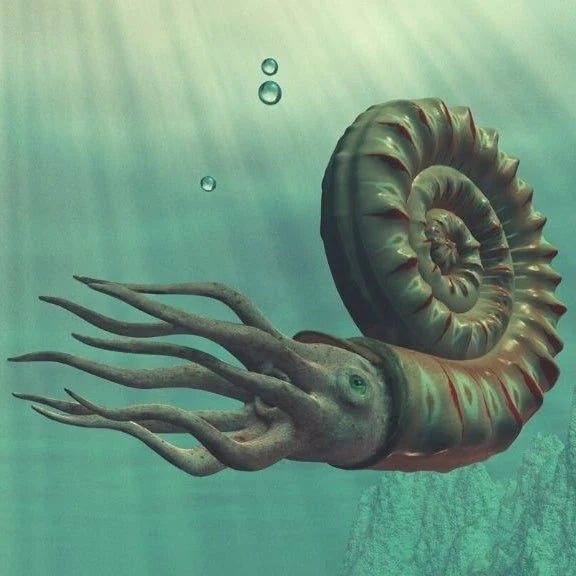 Get your Madagascar White Spine Ammonite Fossil – Early Cretaceous Cleoniceras online now or in store at Forever Gems in Franschhoek, South Africa