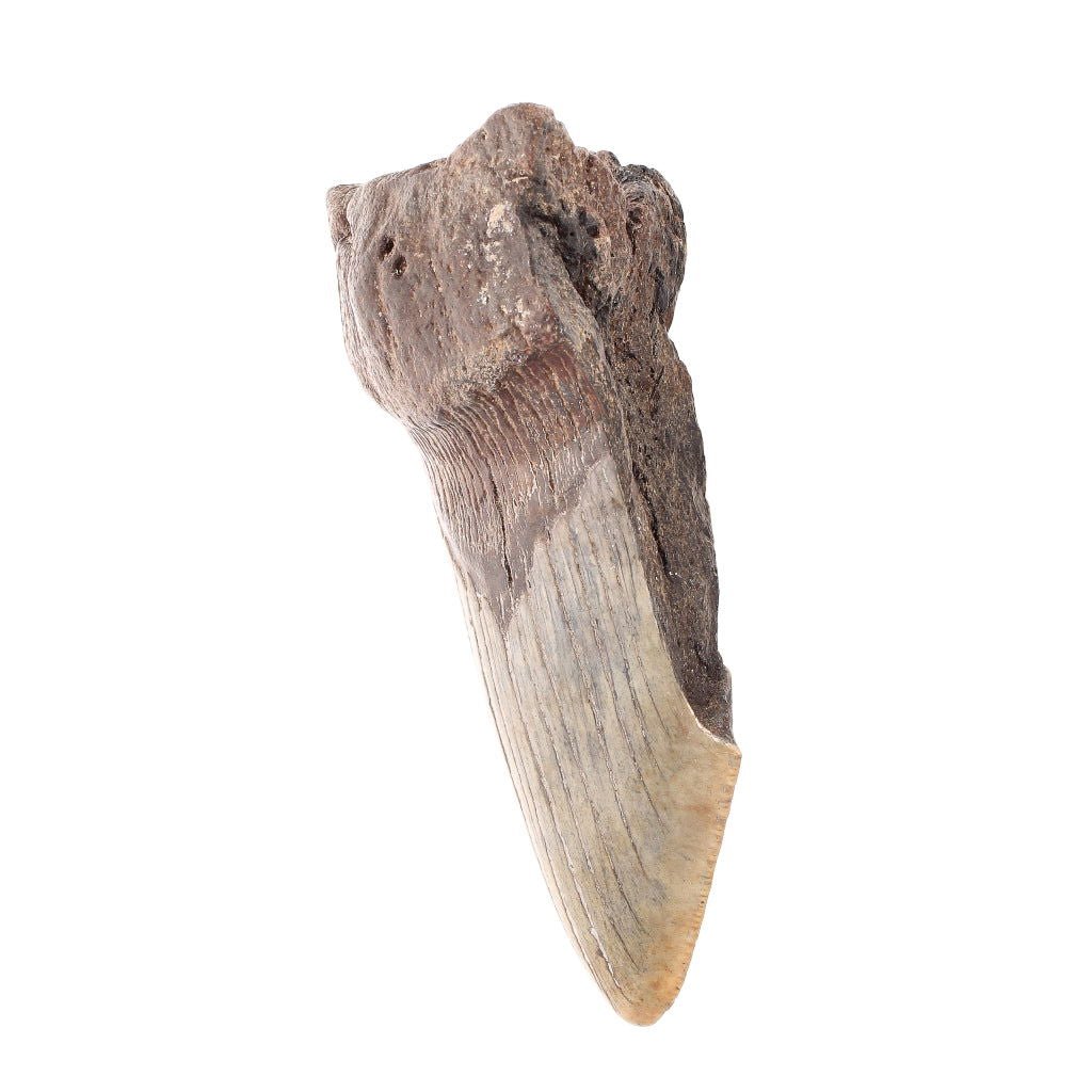 Buy your Megalodon Shark Tooth: Unrestored Fossilized Masterpiece online now or in store at Forever Gems in Franschhoek, South Africa