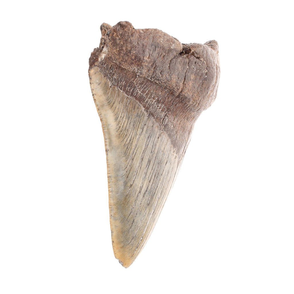 Buy your Megalodon Shark Tooth: Unrestored Fossilized Masterpiece online now or in store at Forever Gems in Franschhoek, South Africa
