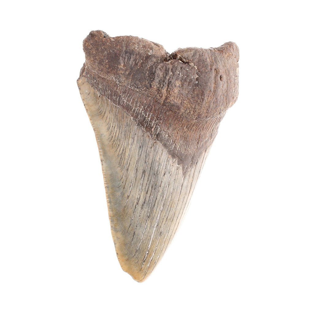 Buy your Megalodon Shark Tooth: Unrestored Fossilized Masterpiece online now or in store at Forever Gems in Franschhoek, South Africa