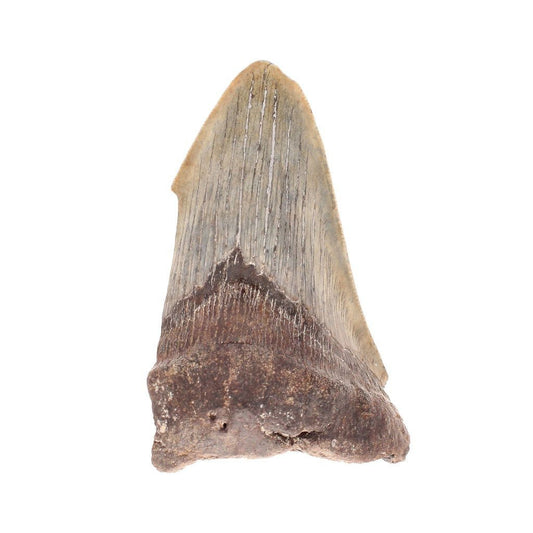 Buy your Megalodon Shark Tooth: Unrestored Fossilized Masterpiece online now or in store at Forever Gems in Franschhoek, South Africa
