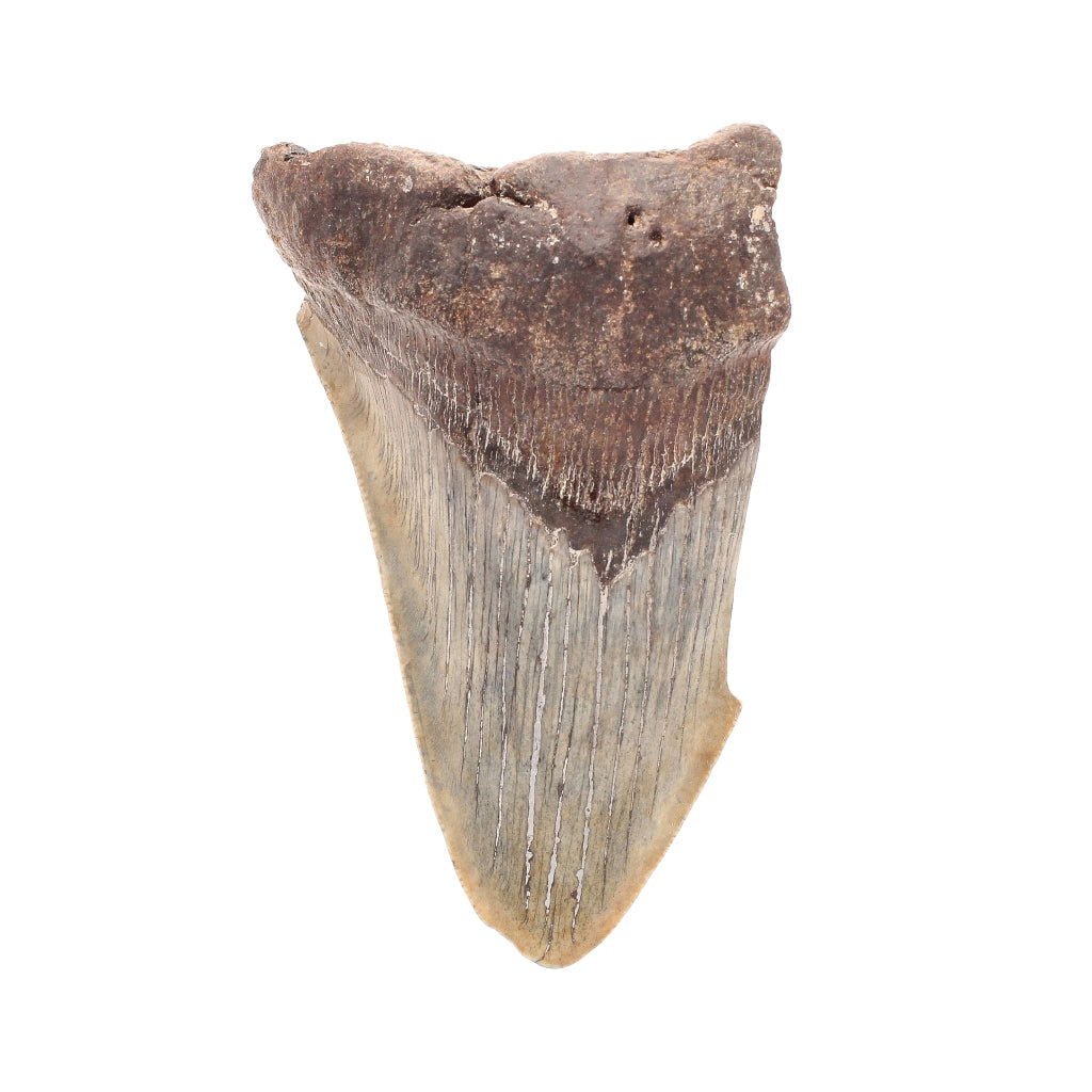 Buy your Megalodon Shark Tooth: Unrestored Fossilized Masterpiece online now or in store at Forever Gems in Franschhoek, South Africa