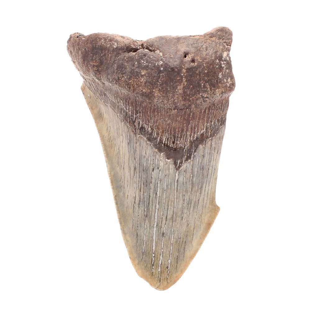 Buy your Megalodon Shark Tooth: Unrestored Fossilized Masterpiece online now or in store at Forever Gems in Franschhoek, South Africa