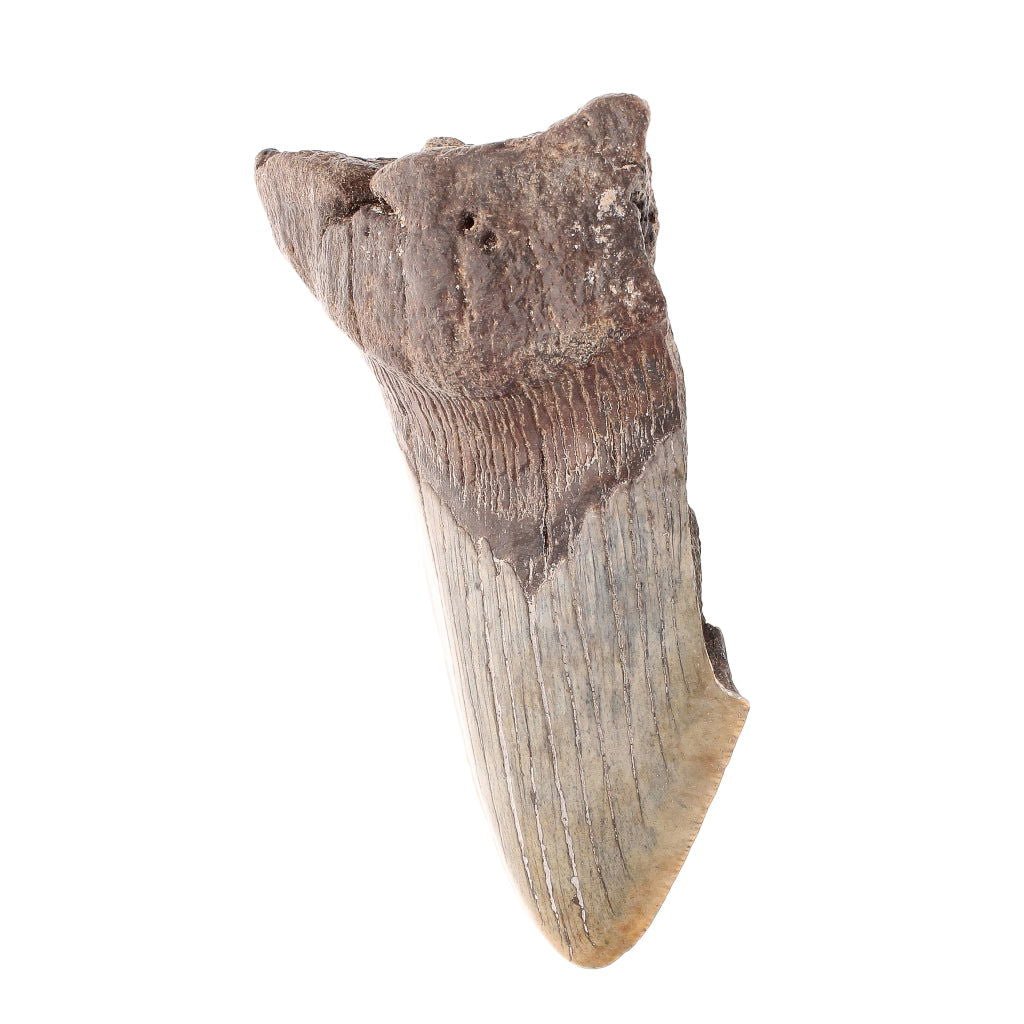 Buy your Megalodon Shark Tooth: Unrestored Fossilized Masterpiece online now or in store at Forever Gems in Franschhoek, South Africa