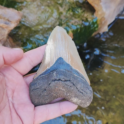 Authentic Megalodon Shark Tooth – Prehistoric Power