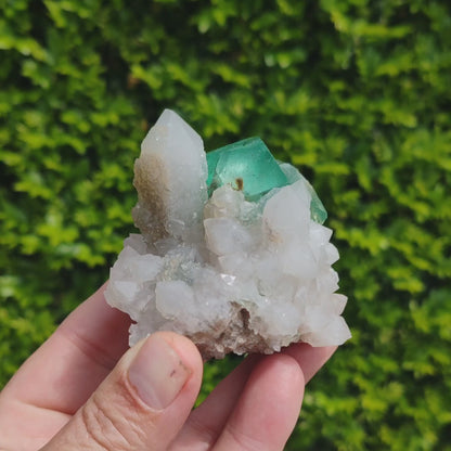 Rare Green Fluorite Octahedral Crystals with Quartz Matrix - Riemvasmaak, Northern Cape, South Africa