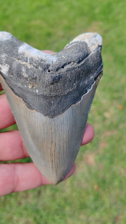 Authentic Megalodon Shark Tooth:  The Apex Predator