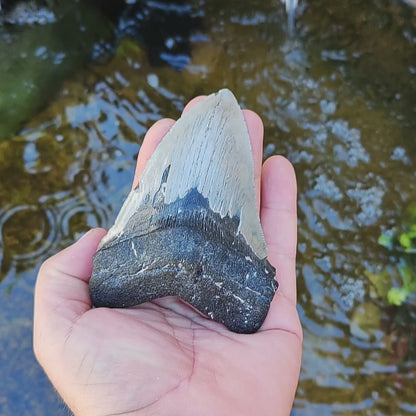 Authentic Megalodon Shark Tooth – Fossilized Giant