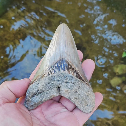 Authentic Megalodon Shark Tooth – Ultimate Collector’s Find
