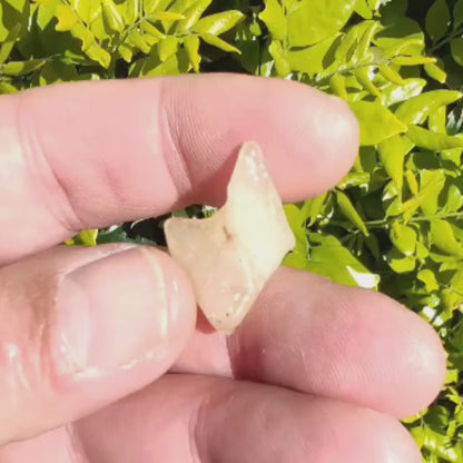 3.6g Natural Libyan Desert Glass Collector's Specimen