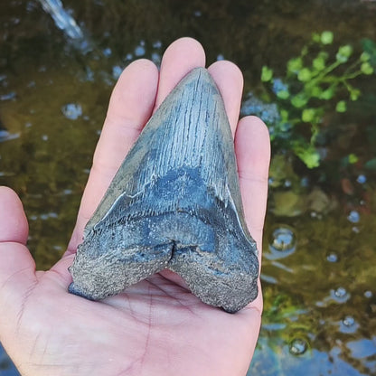 Authentic Megalodon Shark Tooth – Ancient Legend