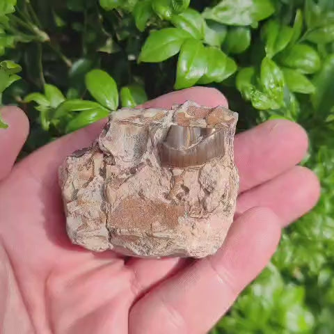Running Rhino Jaw Fossil – Hyracodon from South Dakota