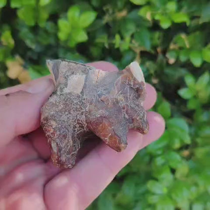 Ice Age Woolly Rhinoceros Tooth Fossil – Siberian Find
