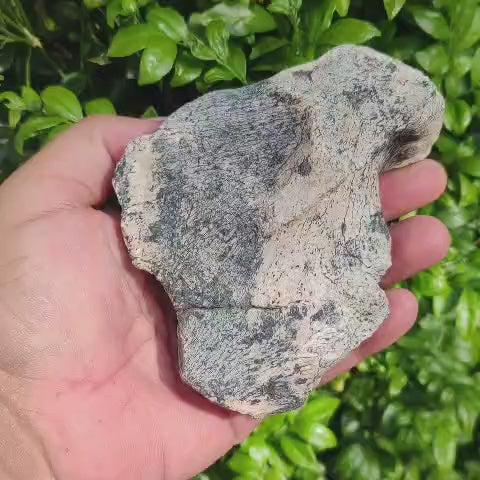 Megacerops Titanothere Fossil Bone – South Dakota Find