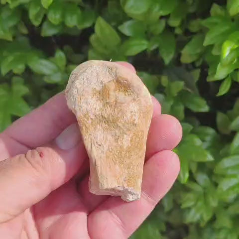 Authentic Megacerops Fossil Bone – White River Badlands