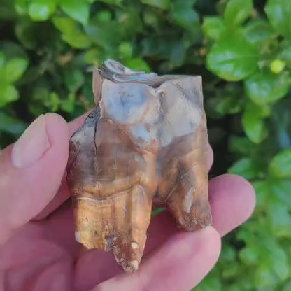 Smiling Woolly Rhinoceros Tooth Fossil from Siberia