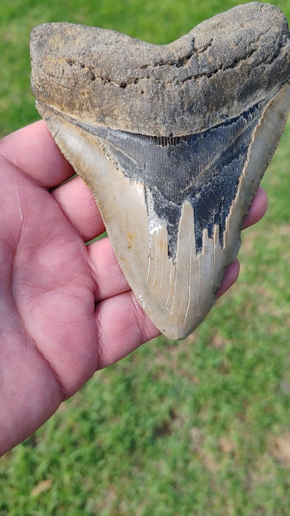 Authentic Megalodon Shark Tooth: Dive into Prehistoric Power!