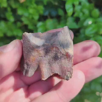 Ice Age Woolly Rhino Tooth Fossil – Siberia Relic