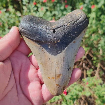 Authentic Megalodon Shark Tooth: Apex Prehistoric Predator