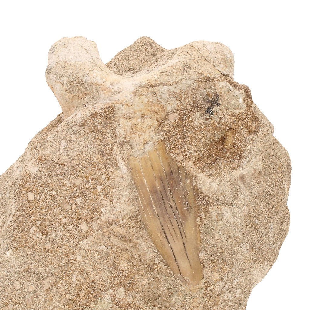 Buy your Real Otodus Obliquus Shark Tooth Fossil in Matrix online now or in store at Forever Gems in Franschhoek, South Africa