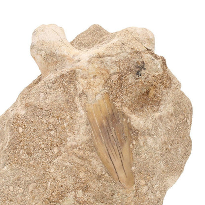 Buy your Real Otodus Obliquus Shark Tooth Fossil in Matrix online now or in store at Forever Gems in Franschhoek, South Africa