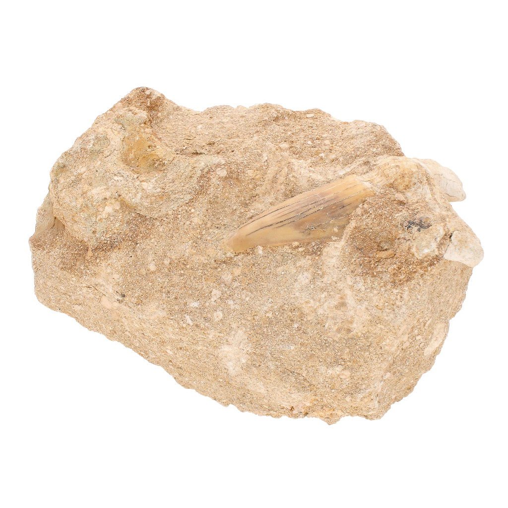Buy your Real Otodus Obliquus Shark Tooth Fossil in Matrix online now or in store at Forever Gems in Franschhoek, South Africa