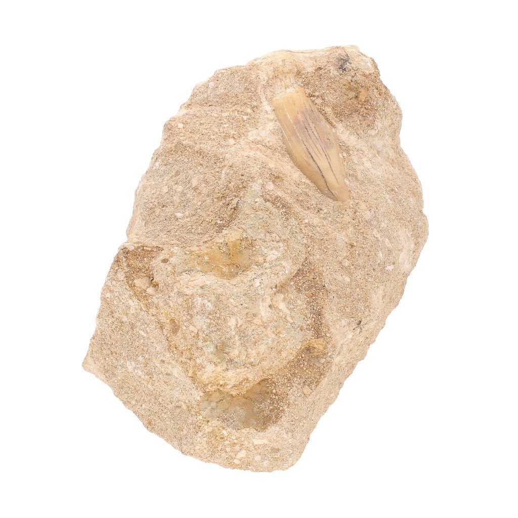 Buy your Real Otodus Obliquus Shark Tooth Fossil in Matrix online now or in store at Forever Gems in Franschhoek, South Africa