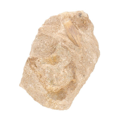 Buy your Real Otodus Obliquus Shark Tooth Fossil in Matrix online now or in store at Forever Gems in Franschhoek, South Africa