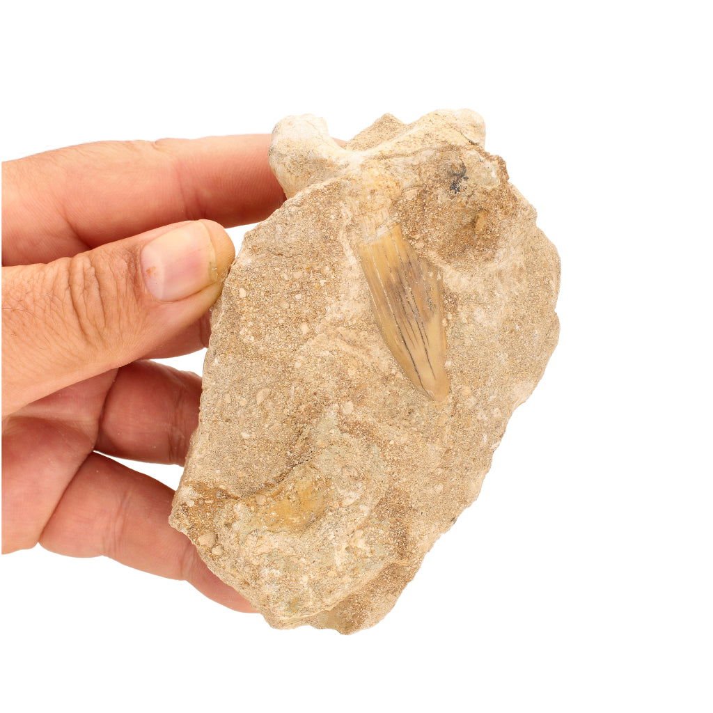 Buy your Real Otodus Obliquus Shark Tooth Fossil in Matrix online now or in store at Forever Gems in Franschhoek, South Africa