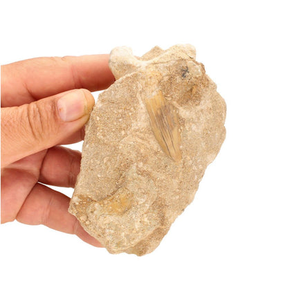 Buy your Real Otodus Obliquus Shark Tooth Fossil in Matrix online now or in store at Forever Gems in Franschhoek, South Africa