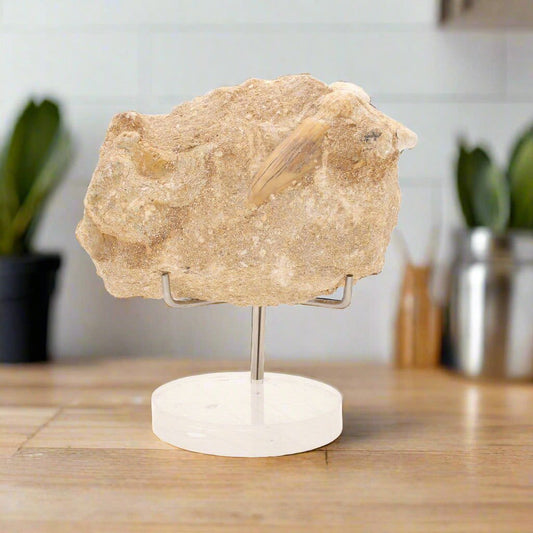 Buy your Real Otodus Obliquus Shark Tooth Fossil in Matrix online now or in store at Forever Gems in Franschhoek, South Africa