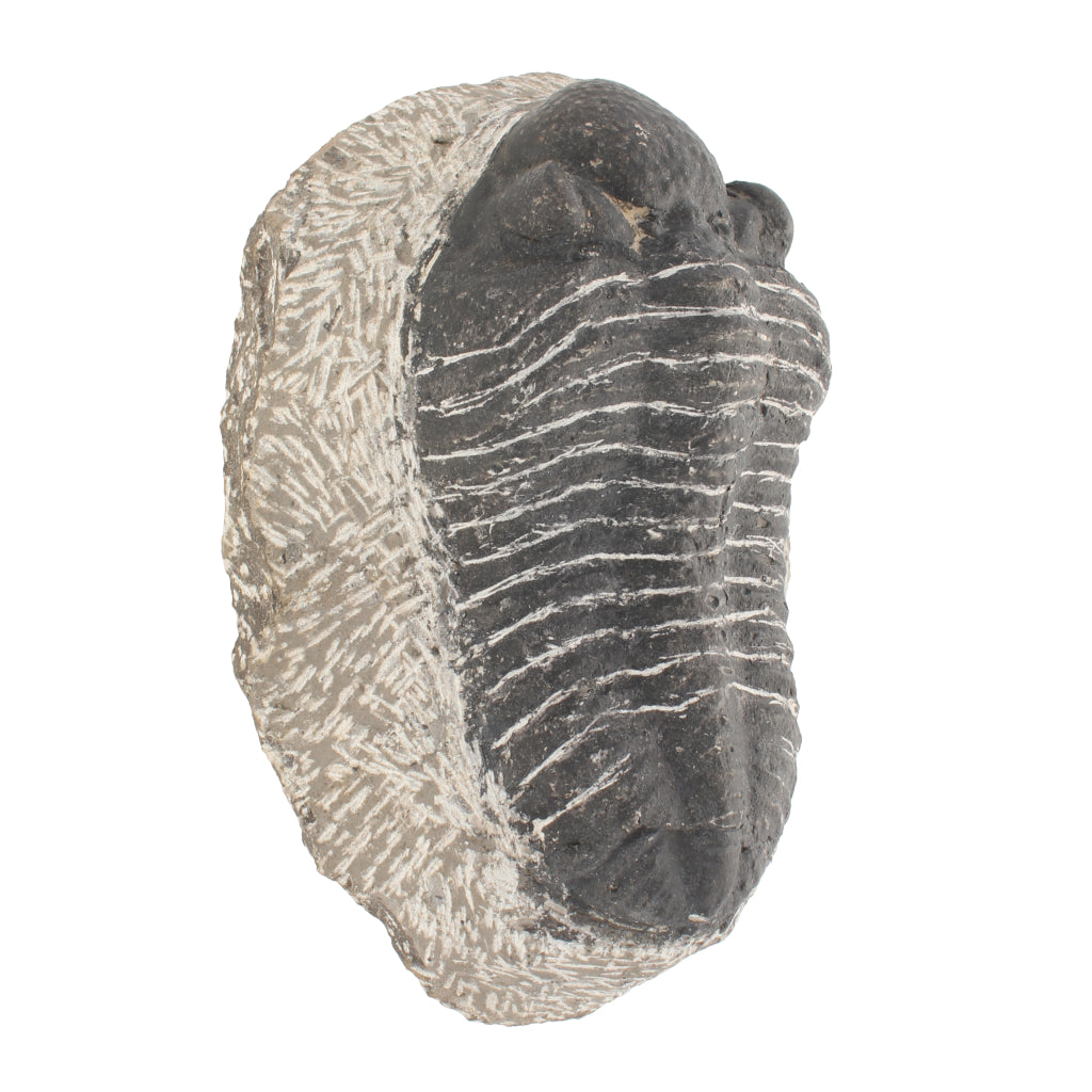 Buy your Trilobite Fossil (Large Gerastos) online now or in store at Forever Gems in Franschhoek, South Africa