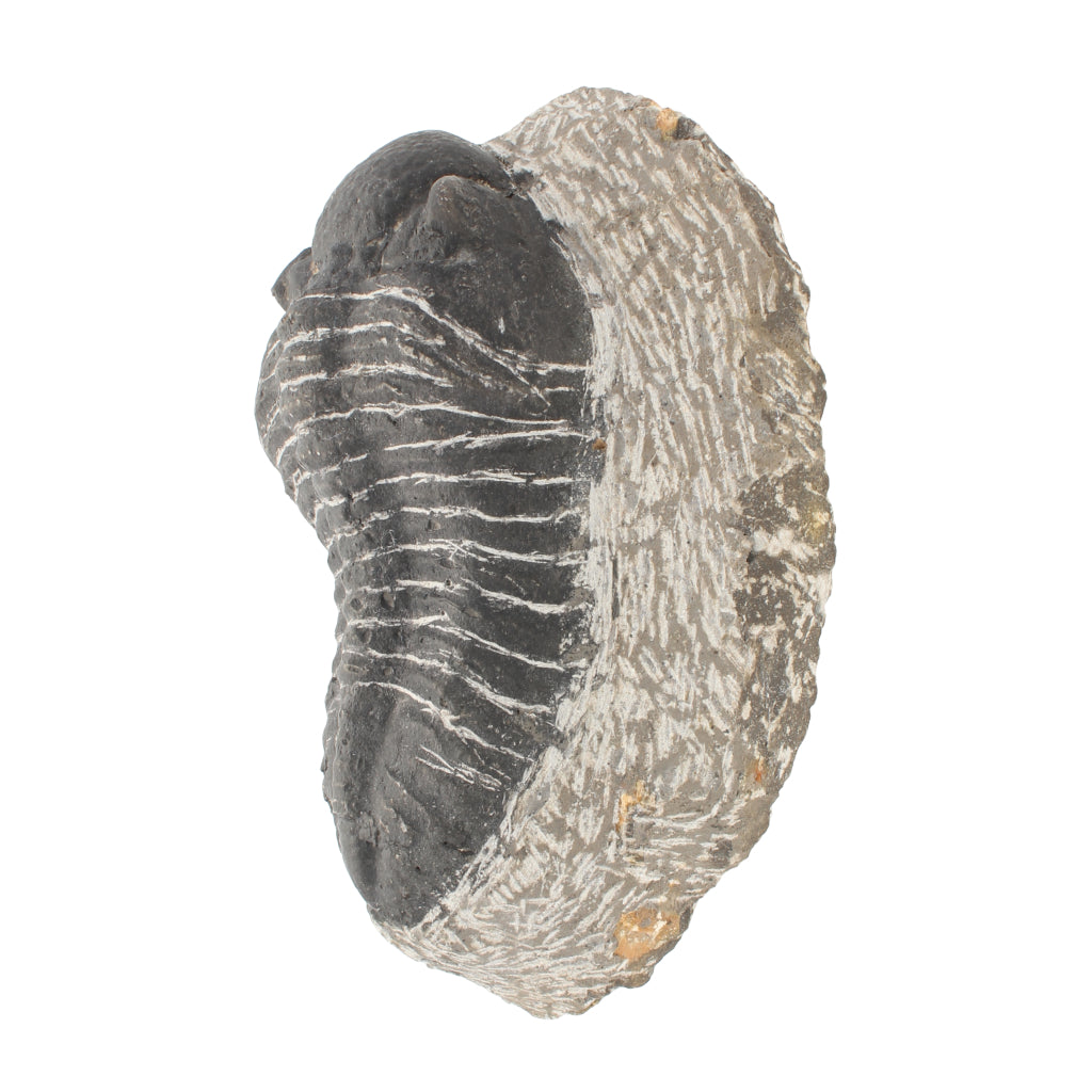 Buy your Trilobite Fossil (Large Gerastos) online now or in store at Forever Gems in Franschhoek, South Africa