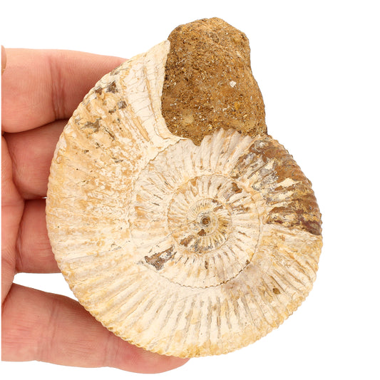 Buy your Ammonite Fossil (Natural Large White Spined) online now or in store at Forever Gems in Franschhoek, South Africa