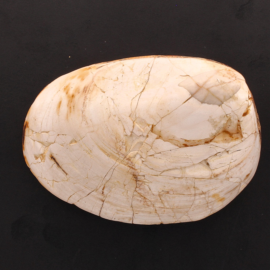 Buy your Polished Bivalves Clam Fossil online now or in store at Forever Gems in Franschhoek, South Africa