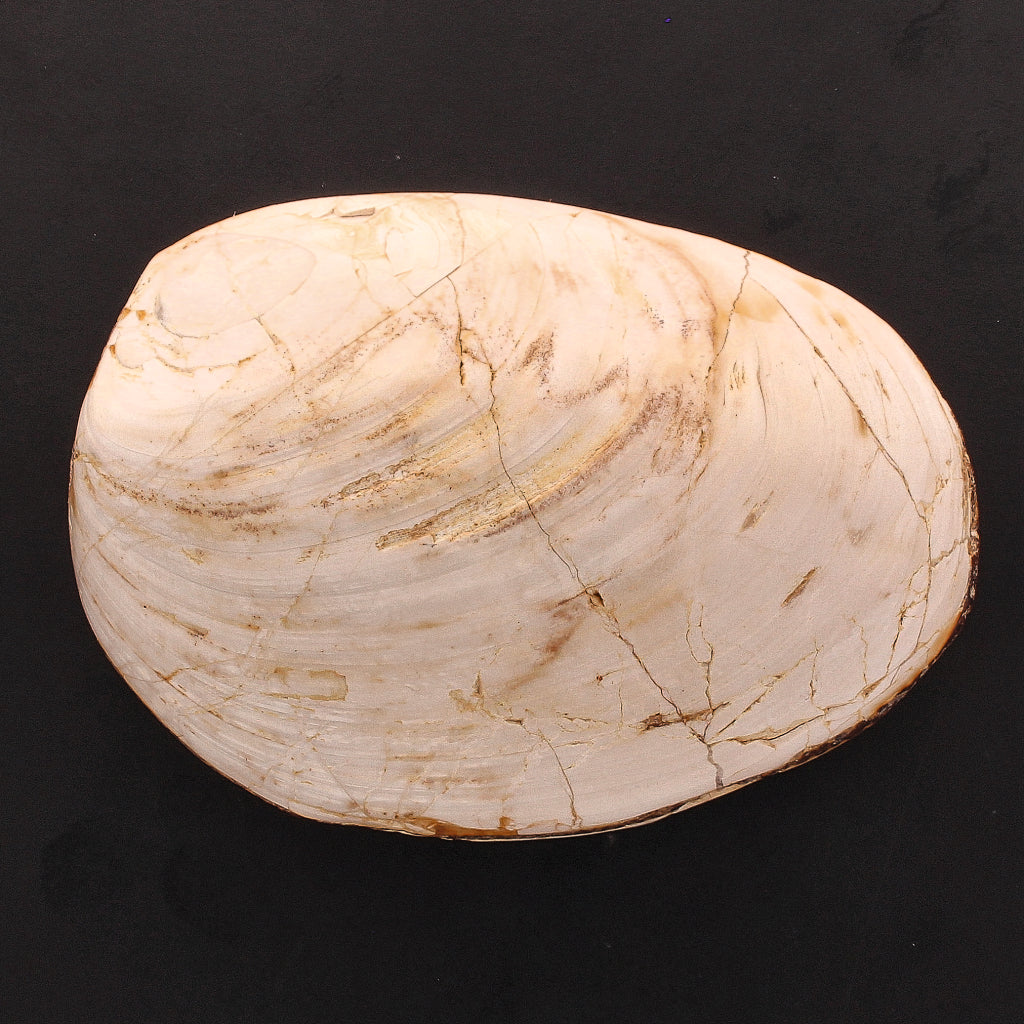 Buy your Polished Bivalves Clam Fossil online now or in store at Forever Gems in Franschhoek, South Africa